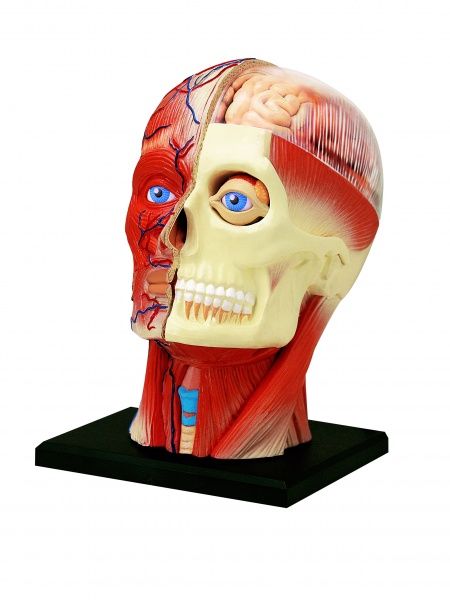 Объемная анатомическая модель 4D Master Голова человека FM-626103