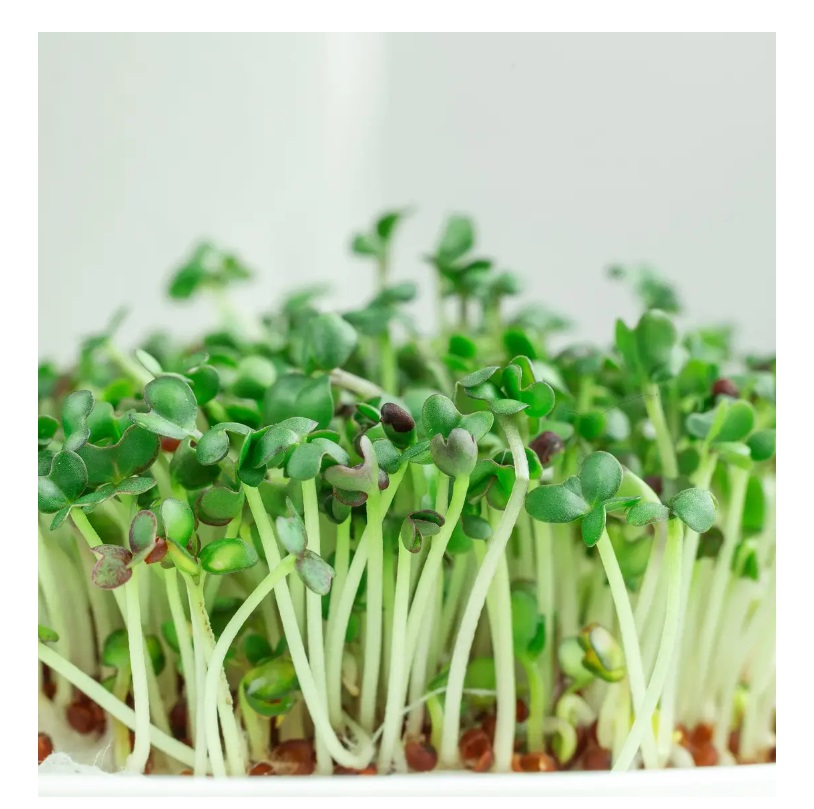 Семена Професійне насіння микрозелень горчицы салатной 10 г (4820176697707)