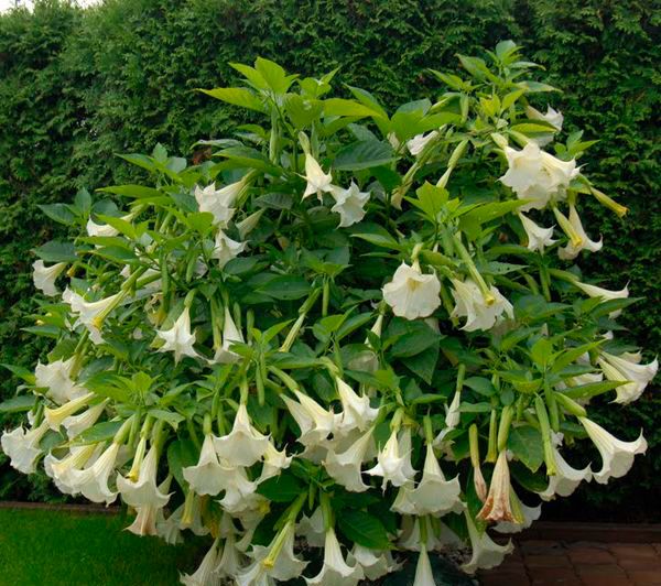 Насіння Seedera Датура індійська біла 0,5 г