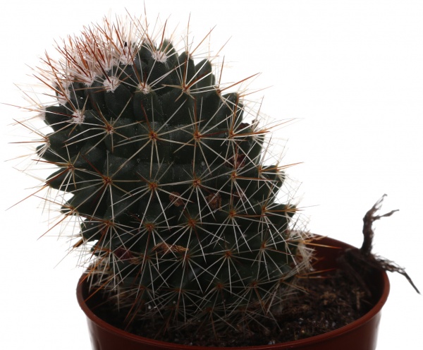 Рослина кімнатна Кактус мікс 5х10 см