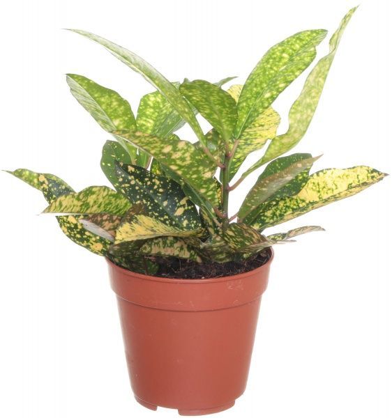 Рослина Кротон 12/40 мікс