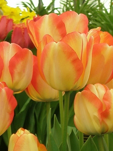 Луковица TUBERBULB Export B.V. тюльпана Дарвина Американ Дрим 3 шт. 