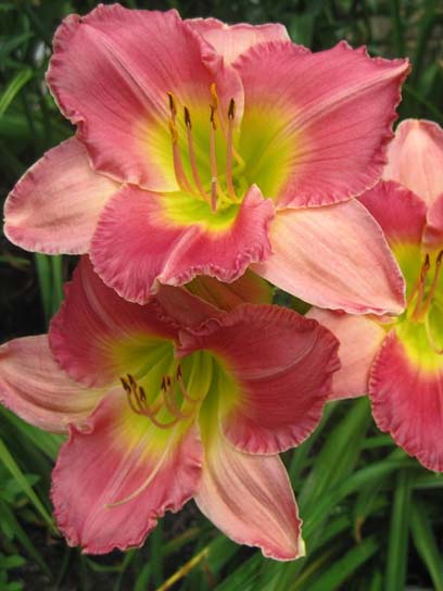 Корневище лилейника Файнал Тач 1 шт. 