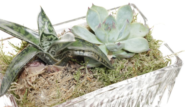 Растение Сукулент декор d6