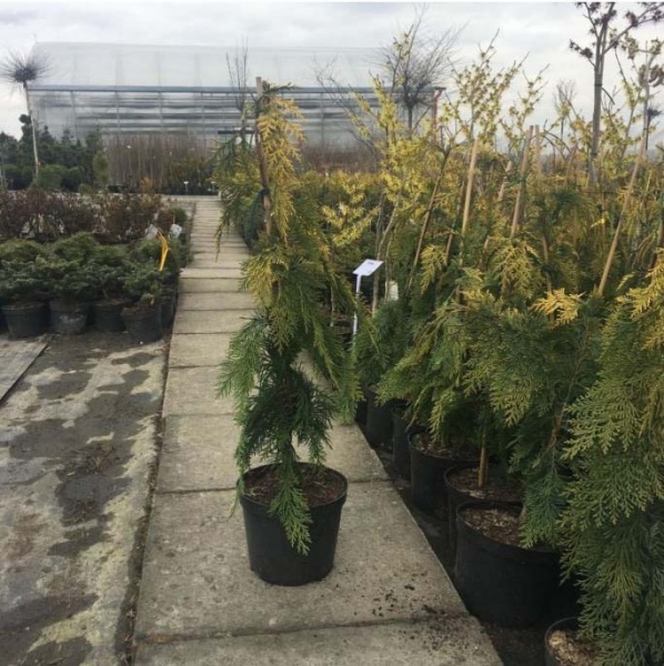 Растение Кипарисовик нутканский / Chamaecyparis nootkatensis Filip Golden Ters С7,5