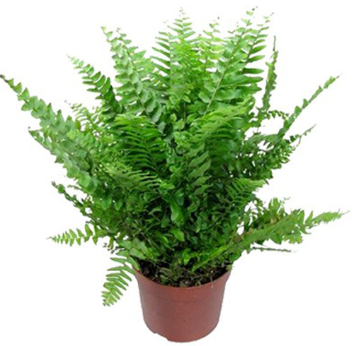 Рослина Нефролепіс Бостонієнсіс 12/25