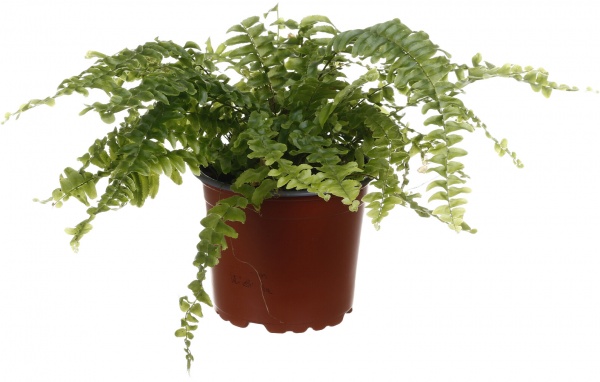 Растение Нефролепис 12/30 Бостон