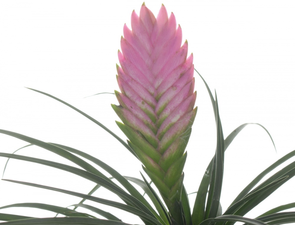 Рослина кімнатна Тілландсія Cyanea Anita d5/h15