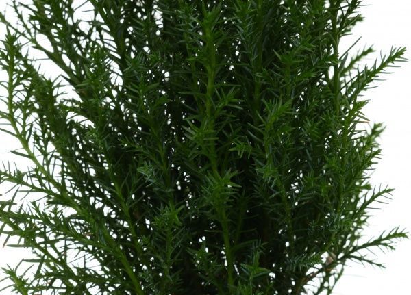 Растение Кипарисовик 09х30 см Элвуди