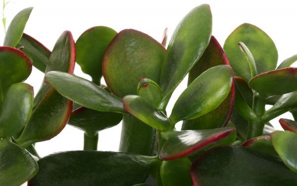 Композиция суккулент микс в плошке 22x35