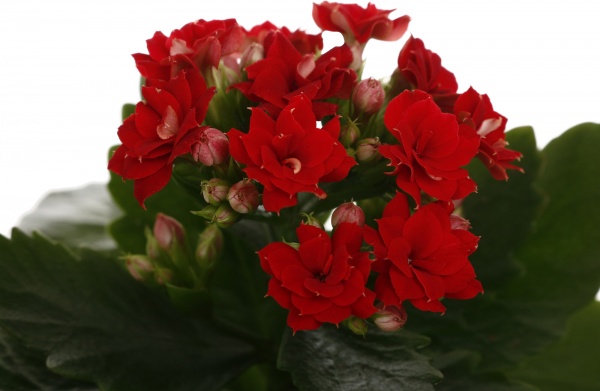 Рослина кімнатна Каланхоє міні мікс 6/10