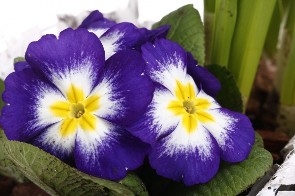 Растение Гиацинт + Примула + Нарцисс 3 овал сердце в корзине