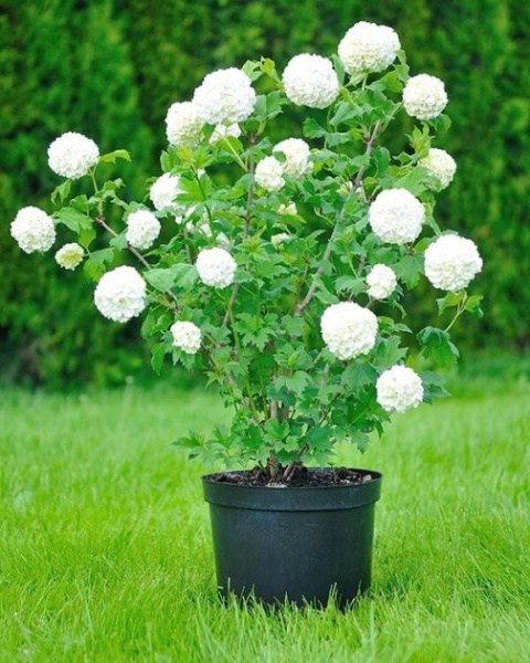 Растение Калина С3