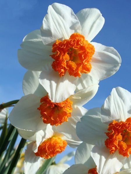 Цибулина TUBERBULB Export B.V. нарциса Доктор Алекс Флемінг 2 шт. 