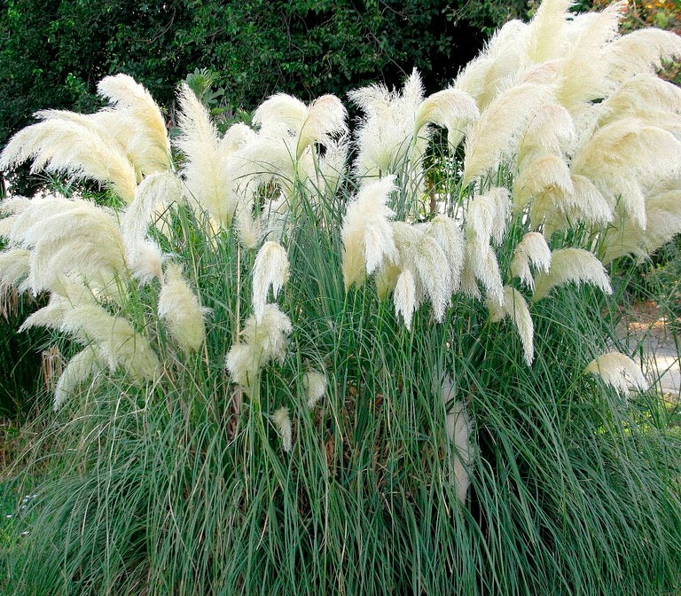 Растение Кортадерия белая 14х30