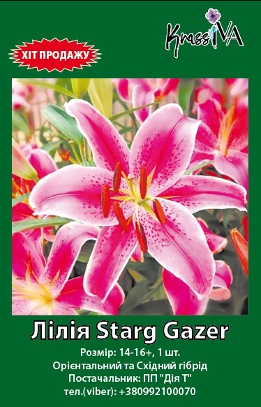 Луковица інше Луковица лилии Stargayzer 1 шт. 