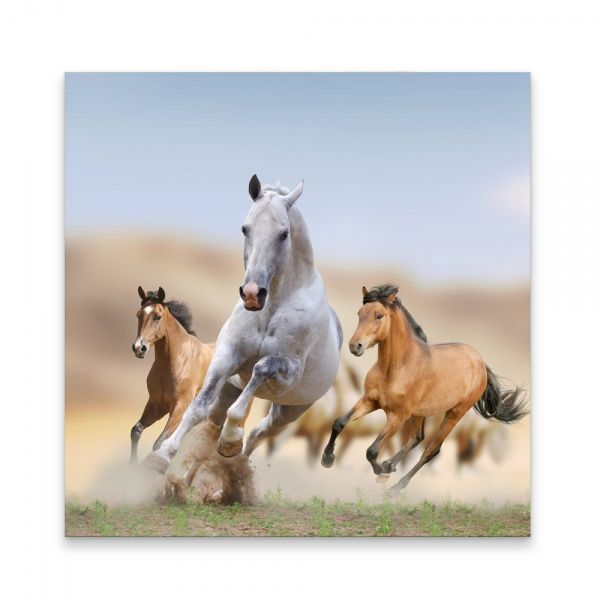 Репродукция Жизнь животных 48x48 см 