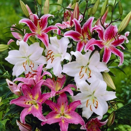 Луковица HBM Микс лилий восточных 5 шт. 