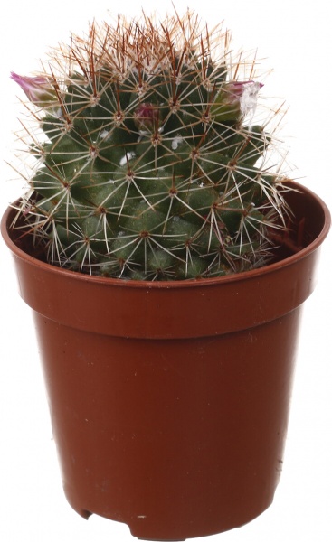 Рослина кімнатна Кактус мікс 5х10 см
