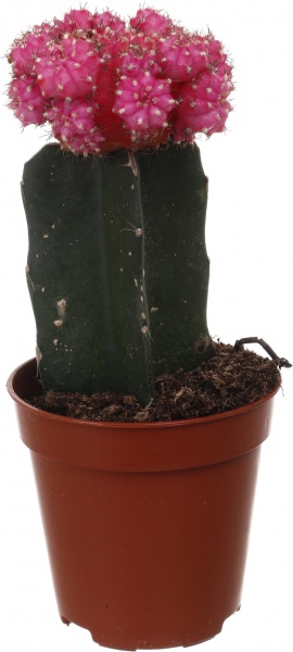 Растение Гимнокальциум микс 5/20