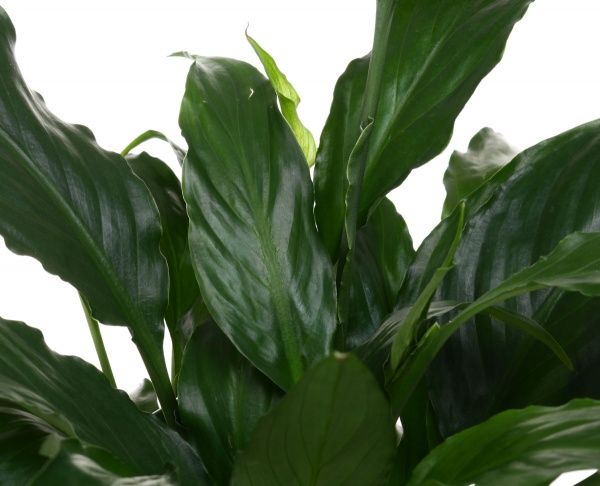 Рослина кімнатна Спатіфіллум 14x55 см