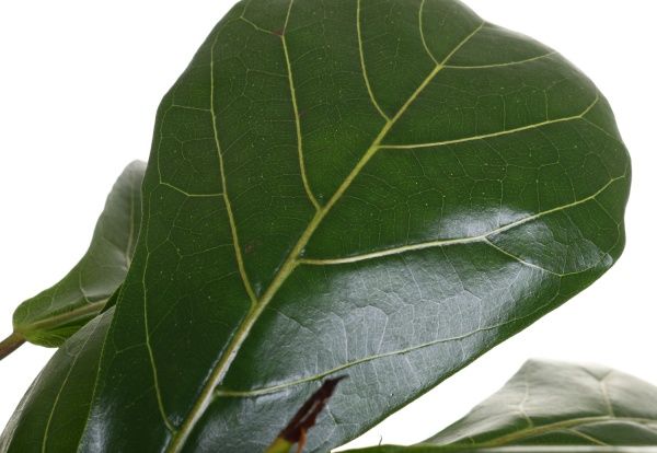 Растение Фикус Лирата 12/40