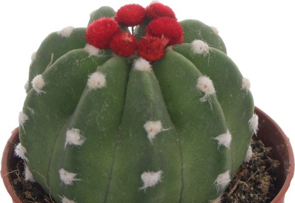 Растение Кактус микс из искусственным цветком 8/12