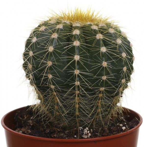 Растение комнатное Кактус с держателем 5.5х8 см