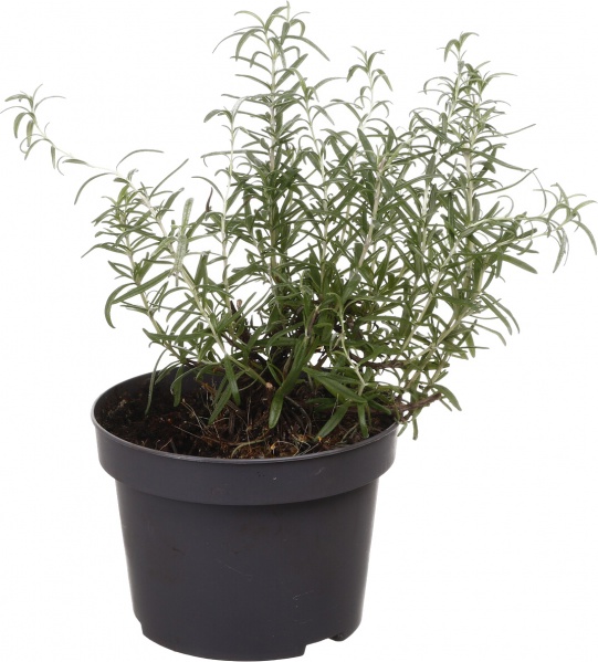 Рослина кімнатна Розмарин 14//25