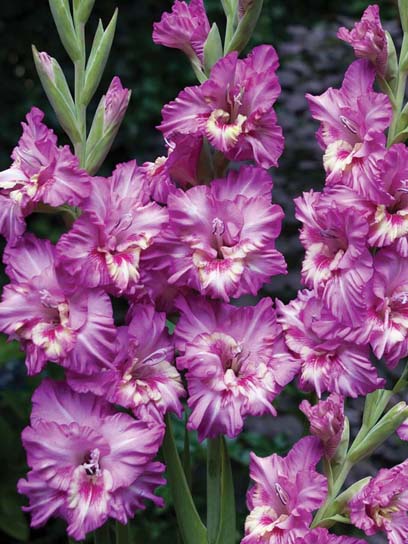 Клубнелуковица гладиолуса Танго 3 шт. 