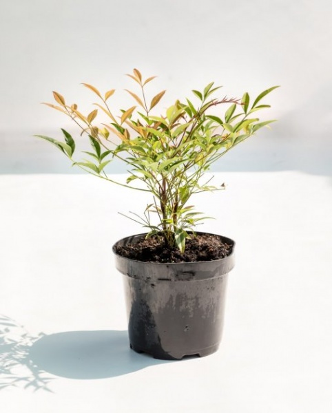 Растение Нандино С3