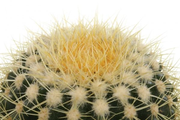 Рослина кімнатна Кактус ехіногрузон 20х25 см