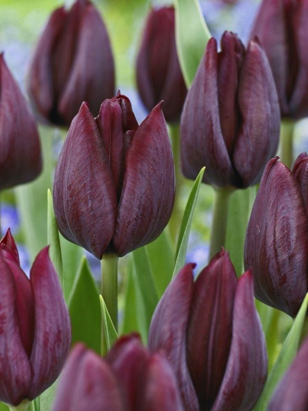 Цибулина TUBERBULB Export B.V. тюльпана тріумф Роналдо 3 шт. 