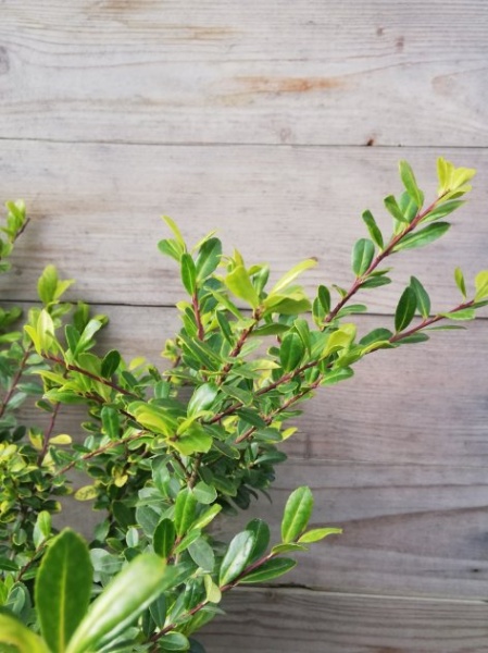 Рослина Падуб С3