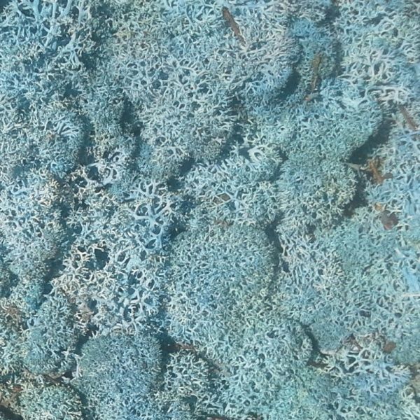 Мох стабилизированный ягель неочищенный лавандовый 150 г