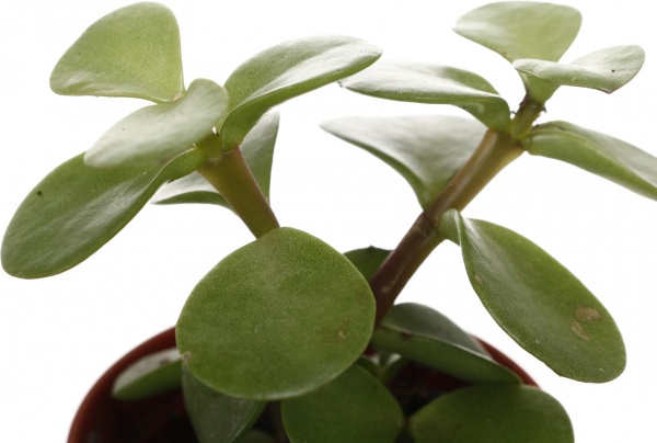 Рослина кімнатна Сукулент мікс 5х8 см