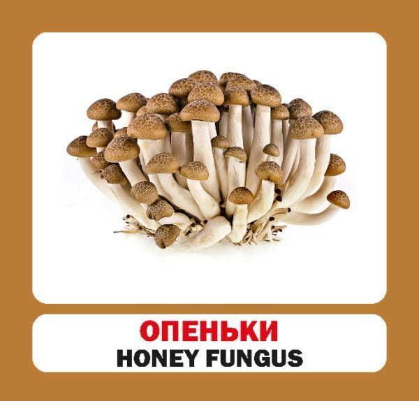 Книга «Навчальний посібник. Гриби . англ-укр»