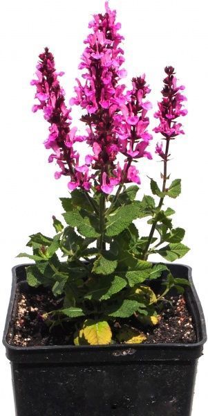 Растение декоративное Лотос К Шалфей Пинк Фрисланд (Salvia 'Pink Friesland')