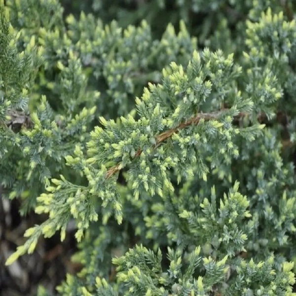 Рослина Ялівець Холгер d15/h30