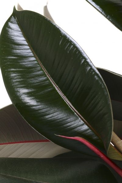 Растение комнатное Фикус Мелани 27х80