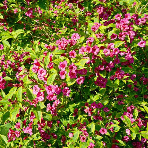 Растение Вейгела Moulin Rouge d 17 h 20