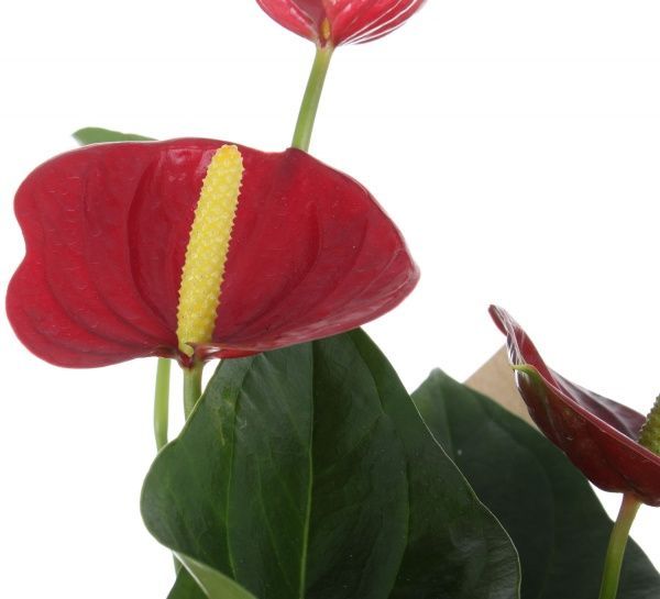 Растение Антуриум Andreanum мікс 12x35 см