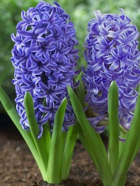 Луковица Яскрава Peter Stuyvesant 2 шт. 