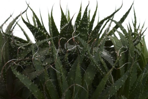 Растение комнатное Алоэ микс 12х15 см