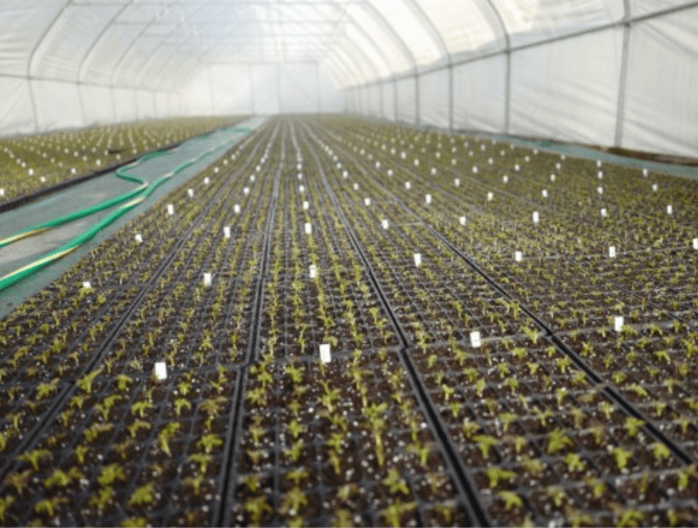 Кассета 0,7 мм на 50 ячеек 48х23х50мм