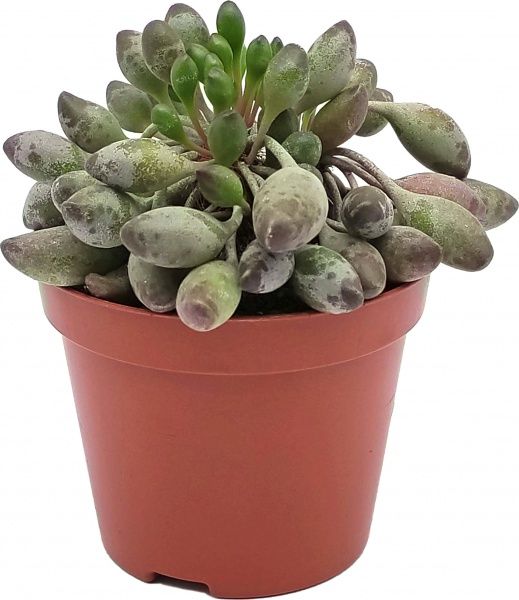 Рослина Андроміскус d8,5 h13