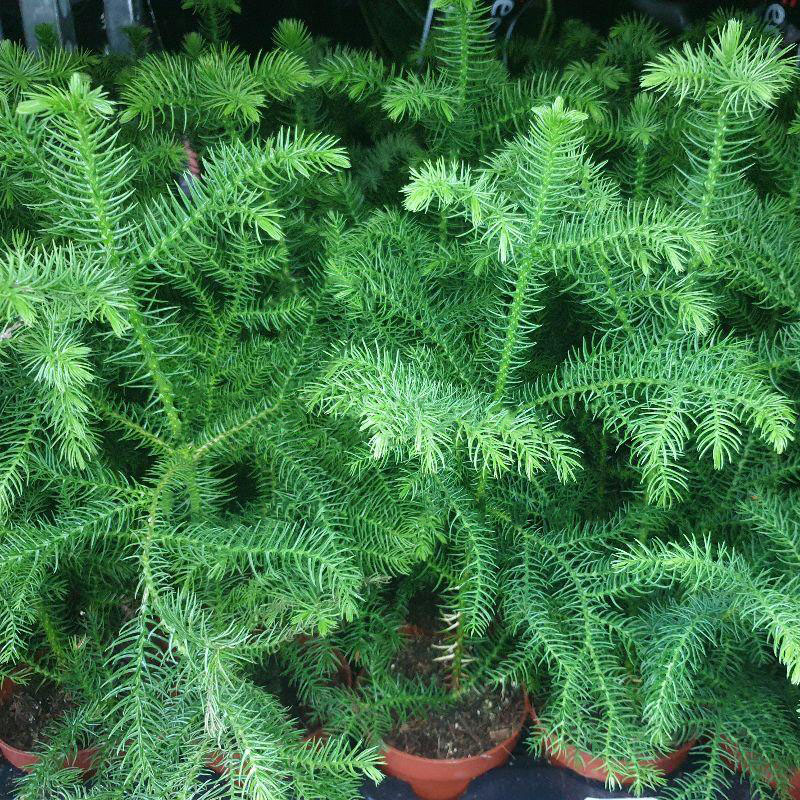 Растение Араукария 10х25