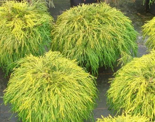 Растение Кипарисовик горохоплодный Санголд / Chamaecuparis pisifera Sungold С7.5 /Н 30-40