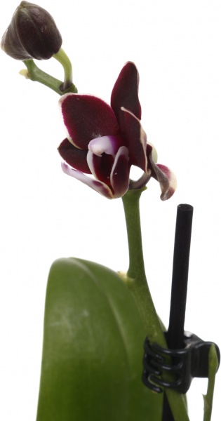 Рослина кімнатна Фаленопсис міні мікс 6х15 см в кераміці 1 стовбур