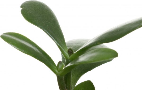 Рослина Красула 5х15 см мікс